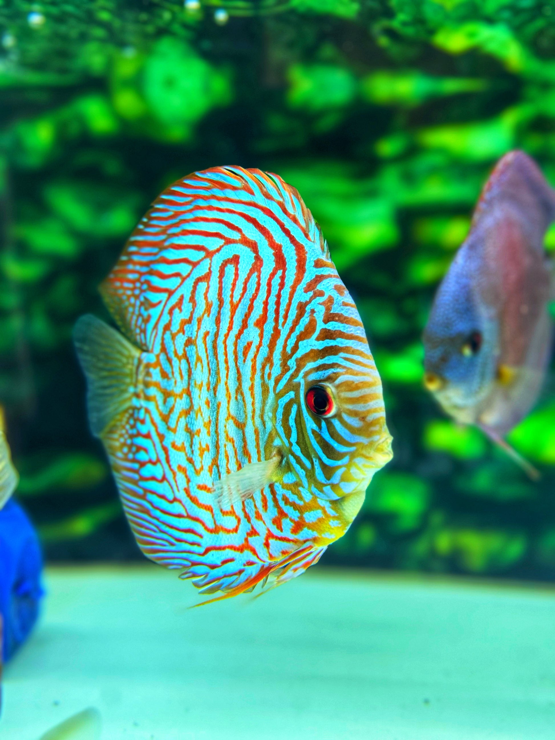Blue Tiger