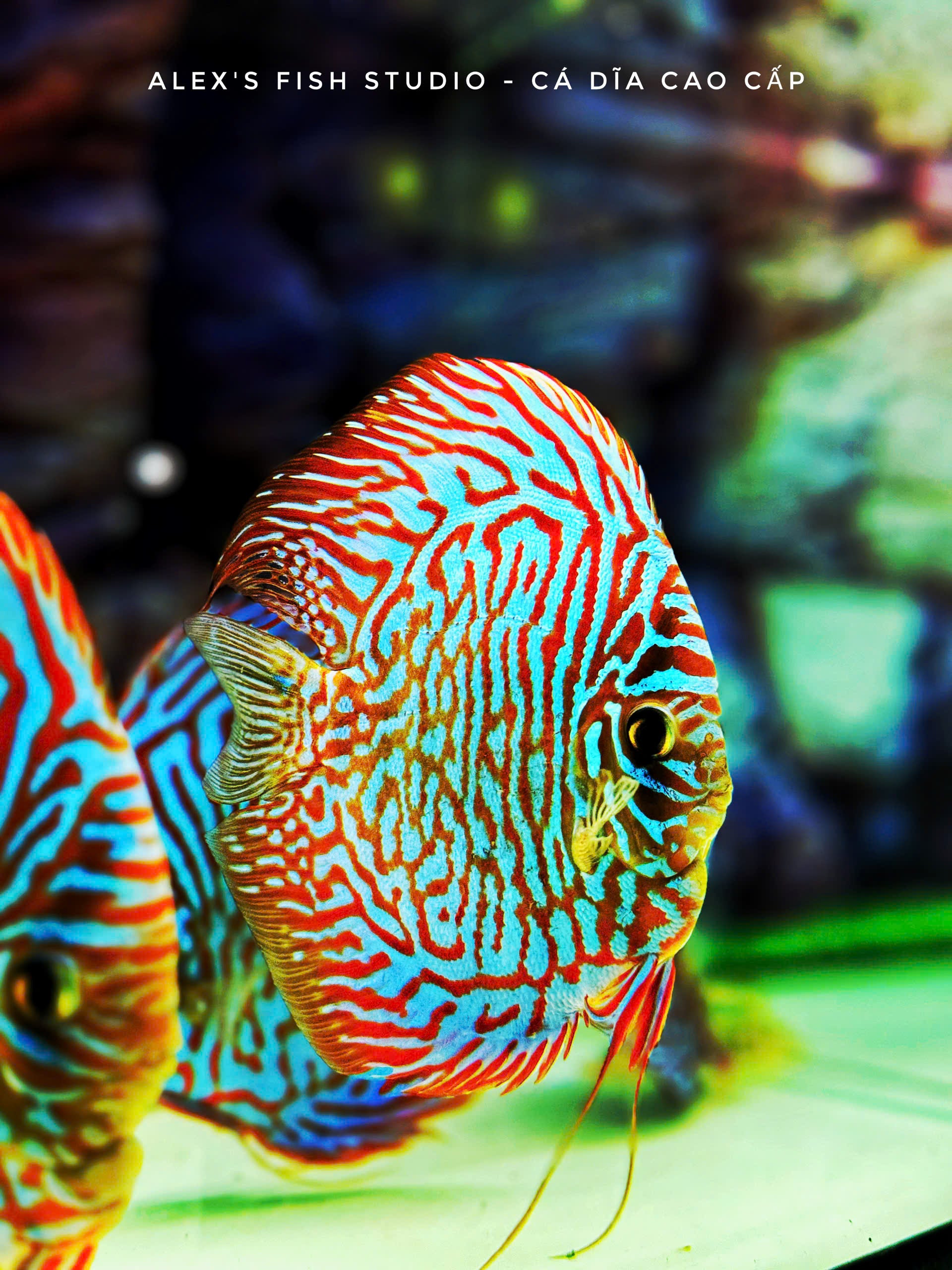 Blue Tiger HB
