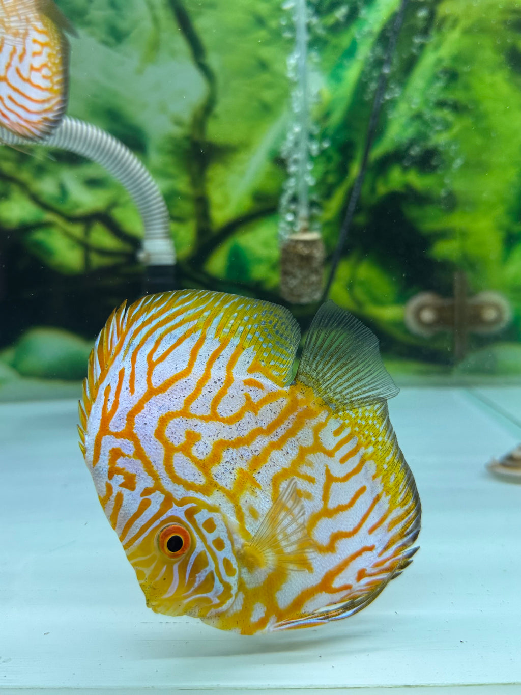 Yellow Pegion