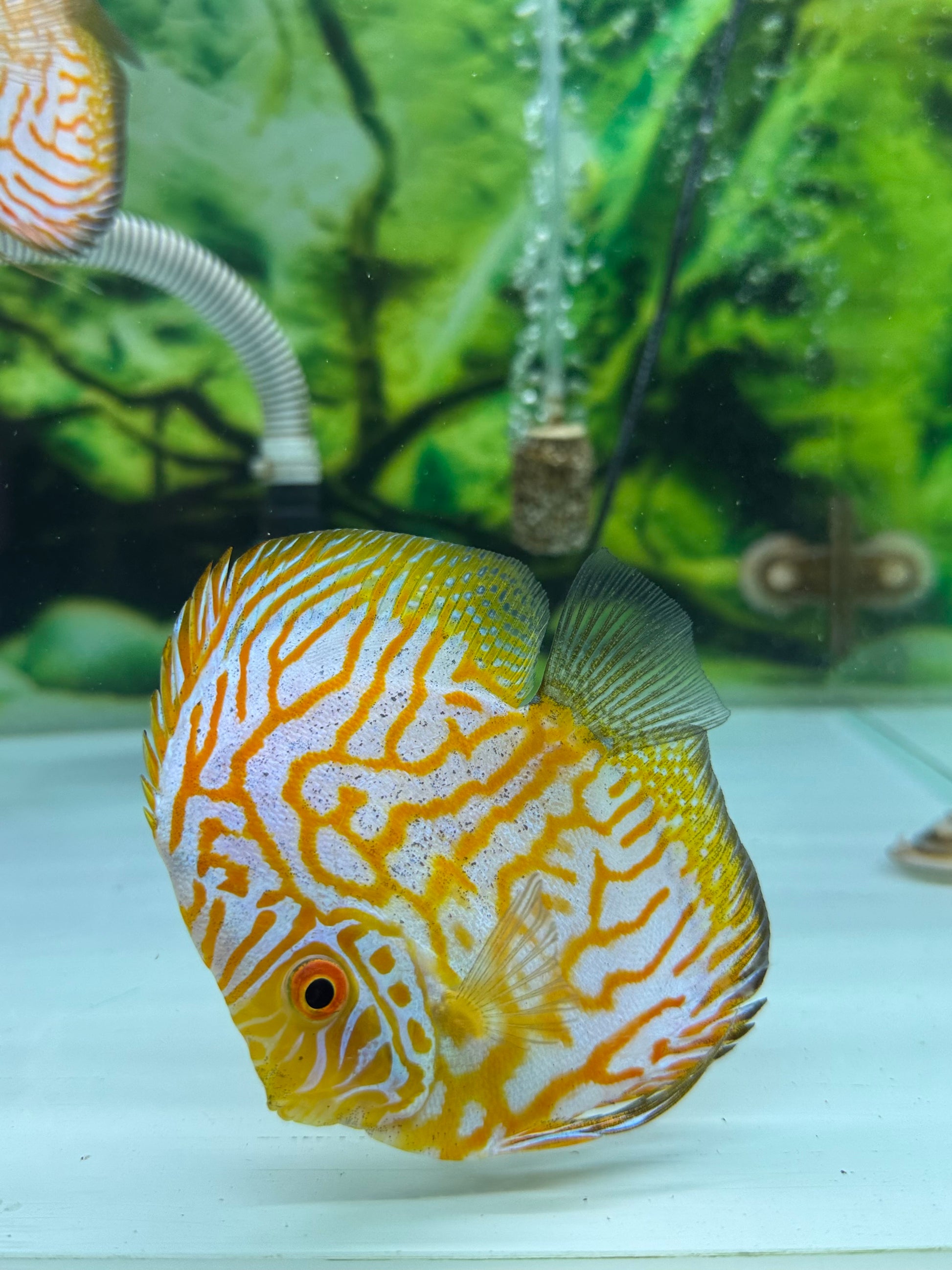 Yellow Pegion