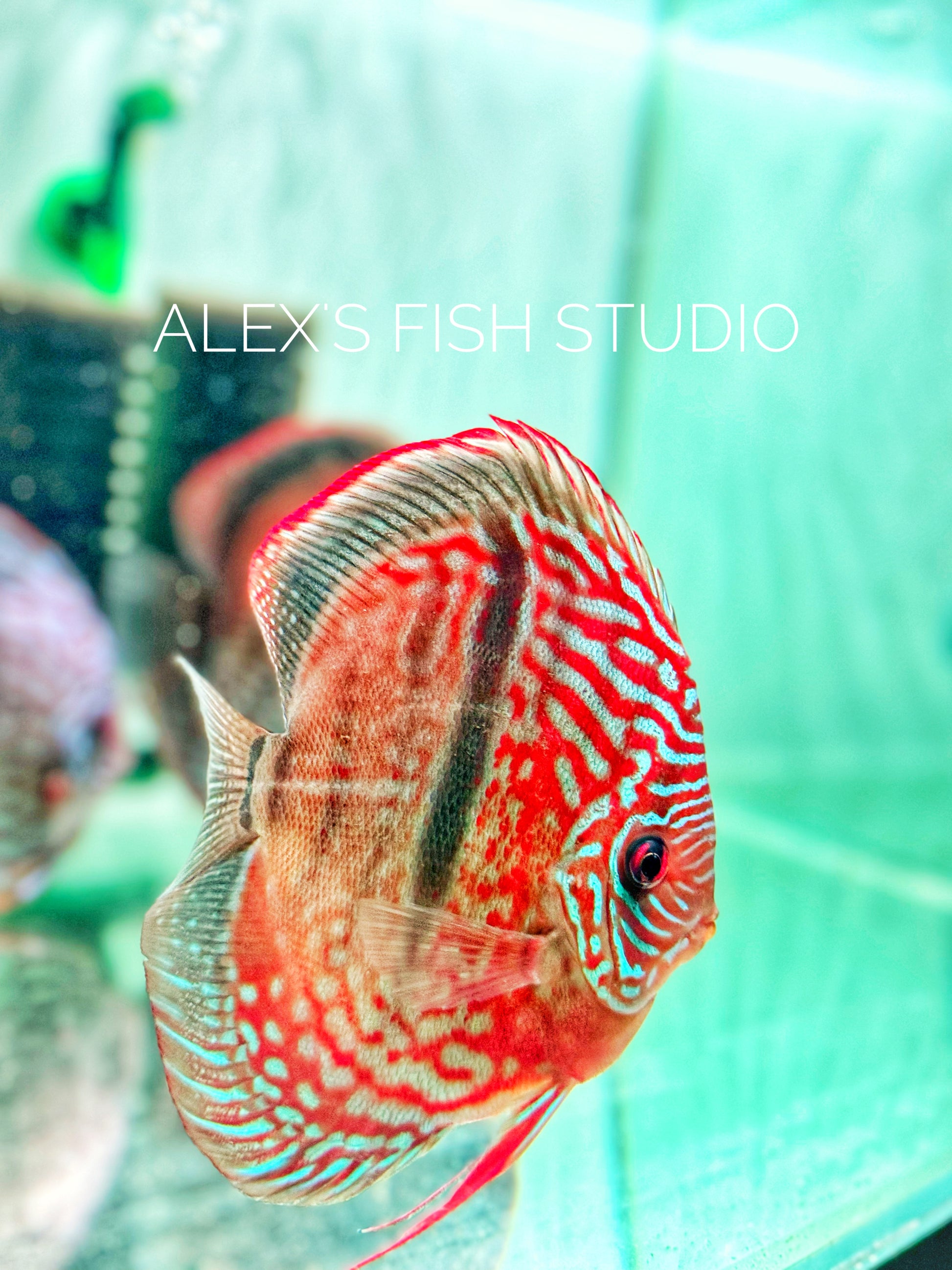 Heckel Cross Discus