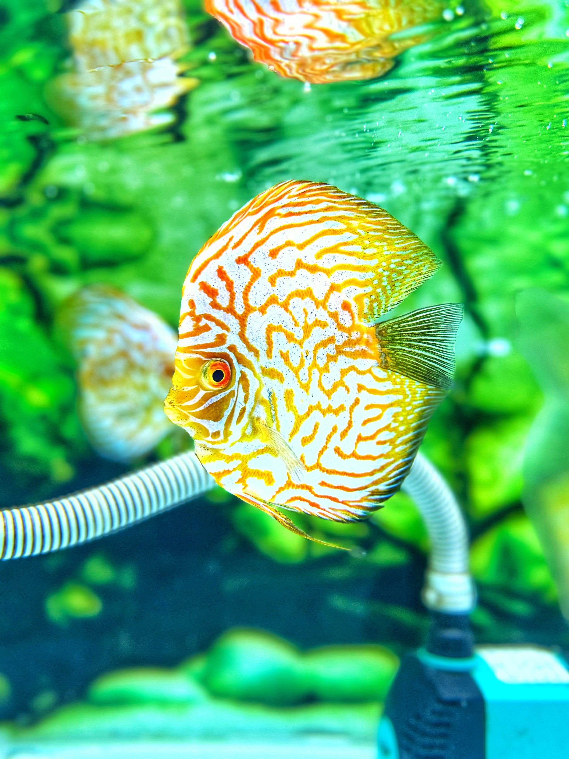 Yellow Pegion