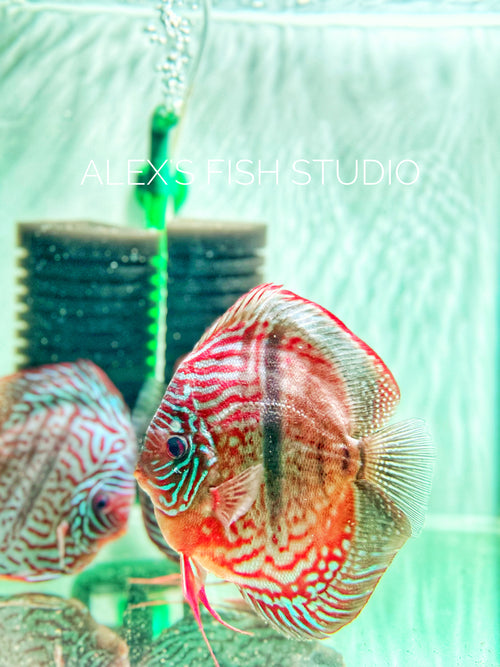 Heckel Cross Discus