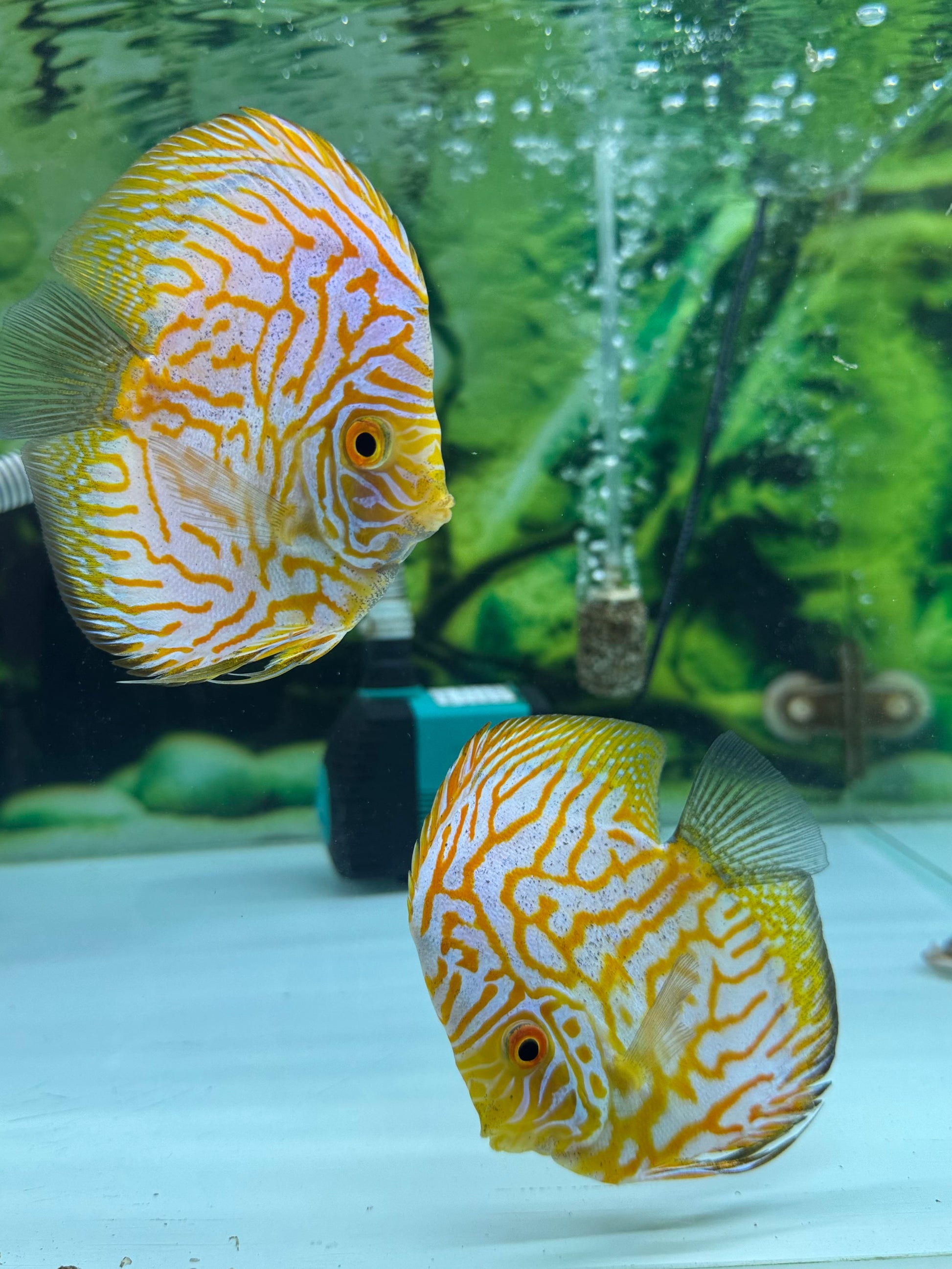 Yellow Pegion