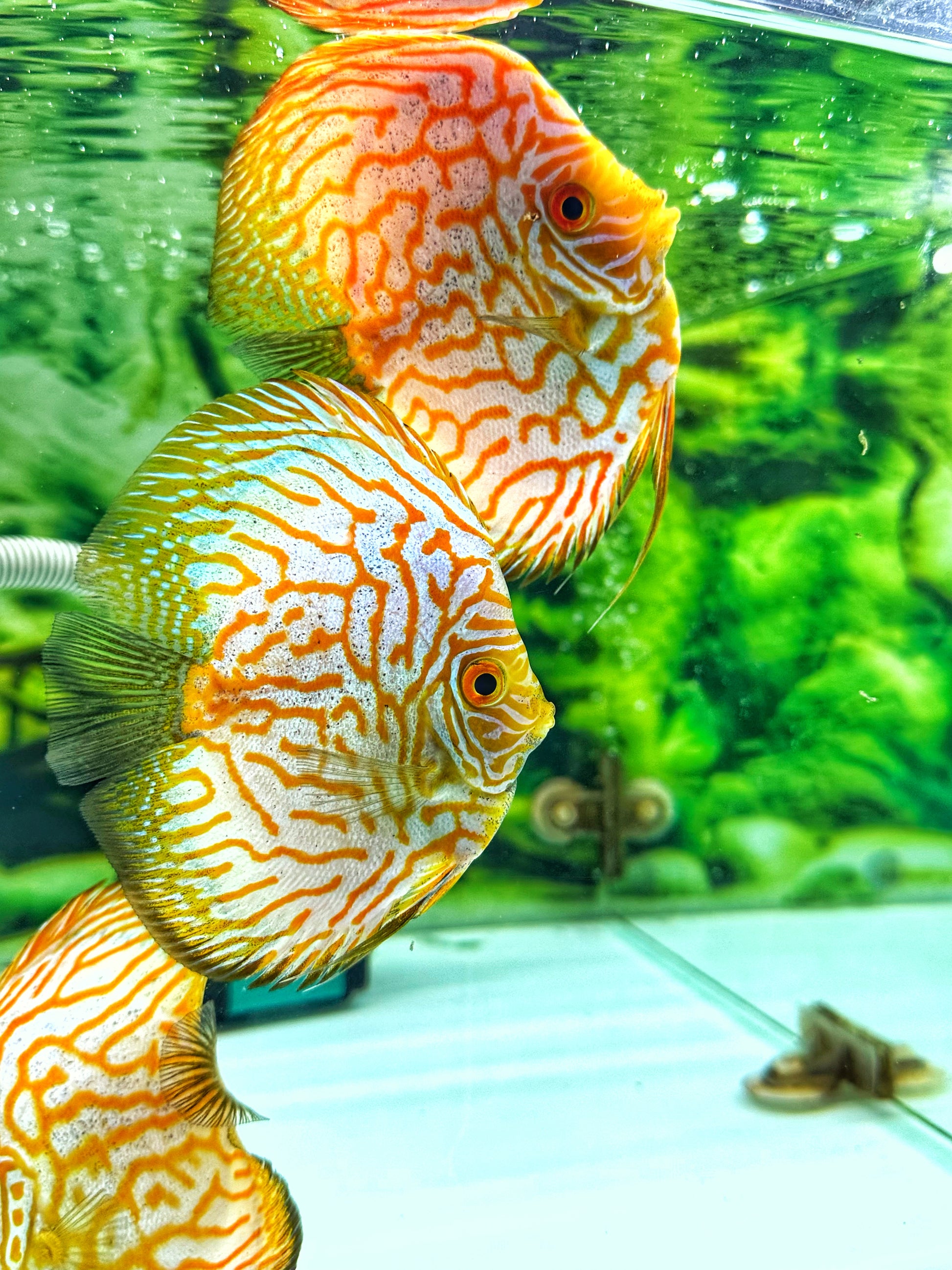 Yellow Pegion