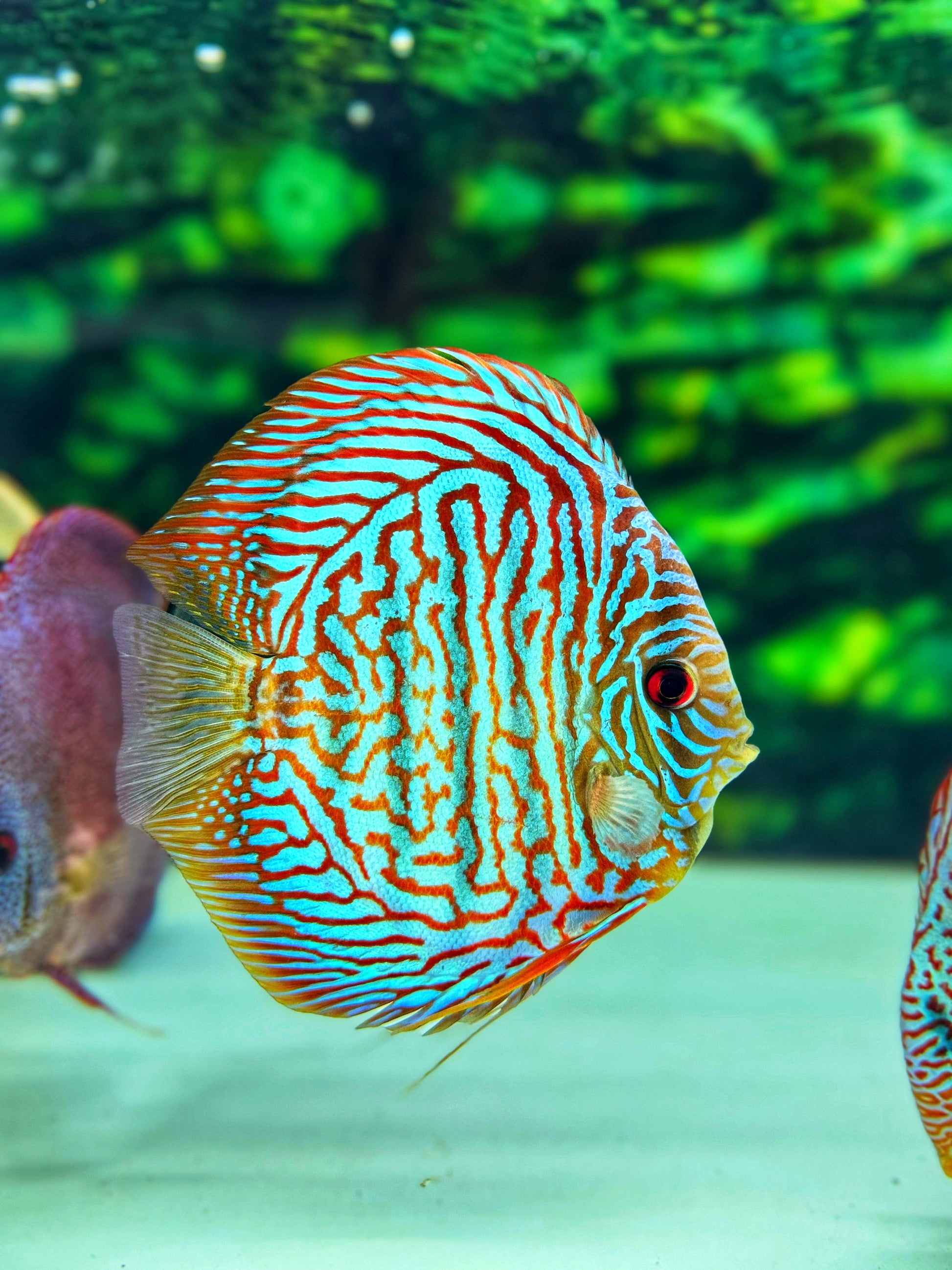 Blue Tiger