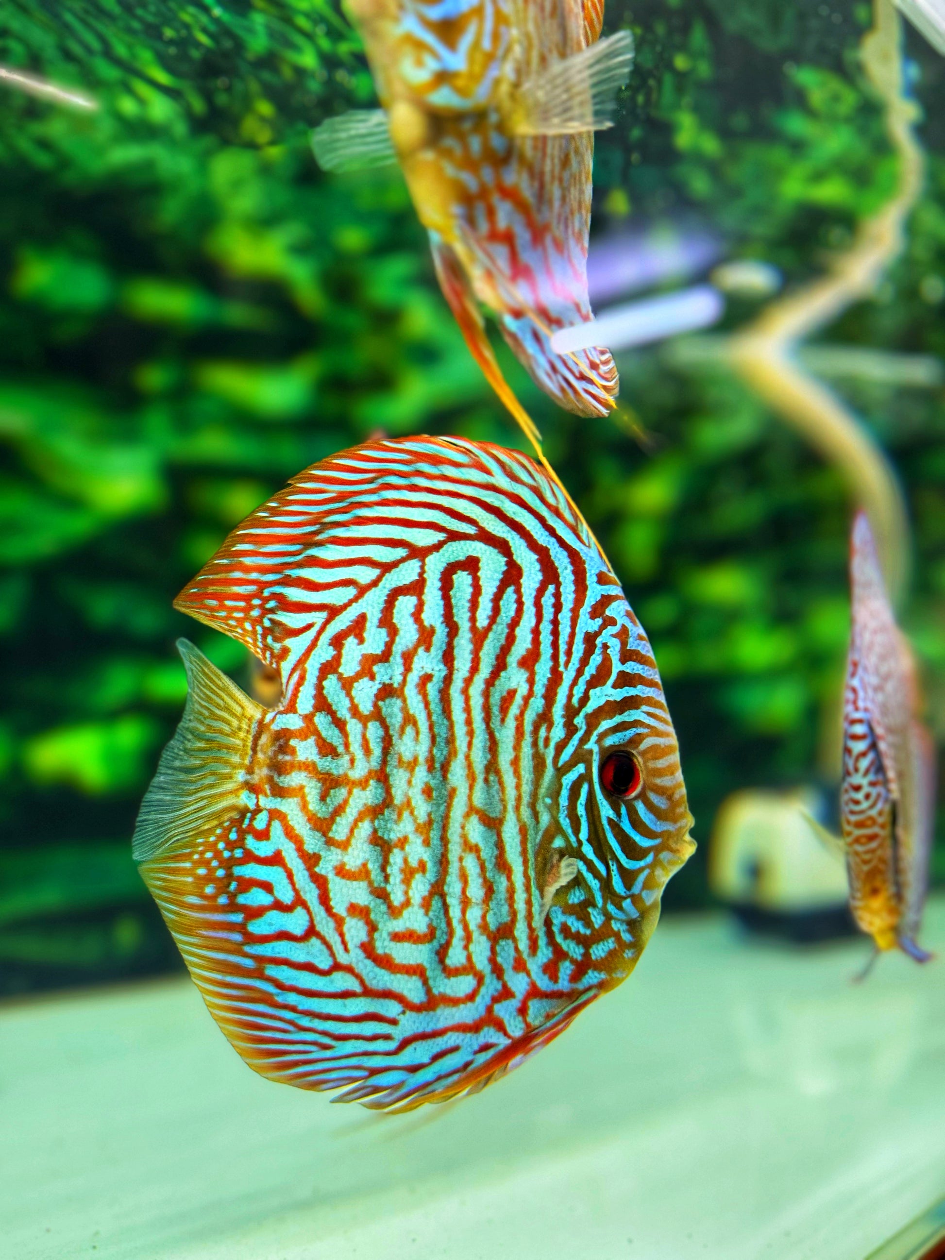 Blue Tiger