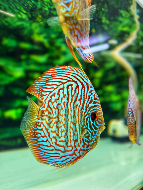 Blue Tiger