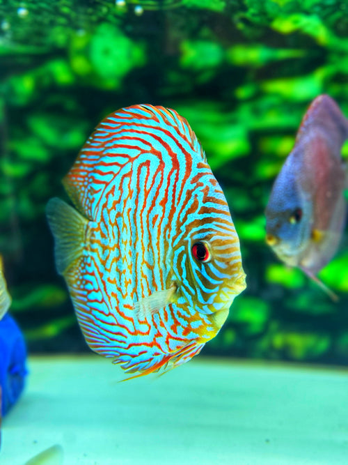 Blue Tiger