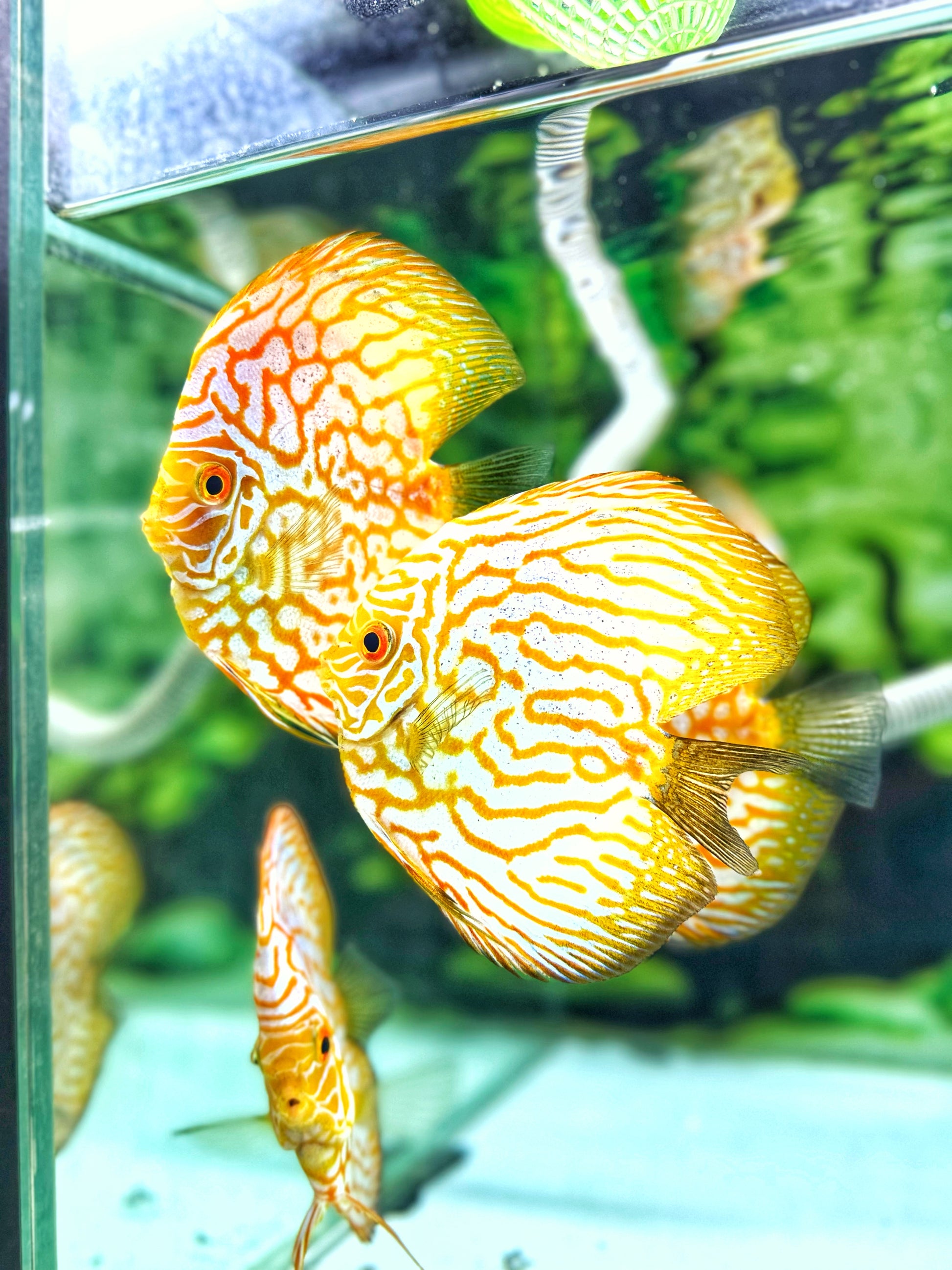 Yellow Pegion