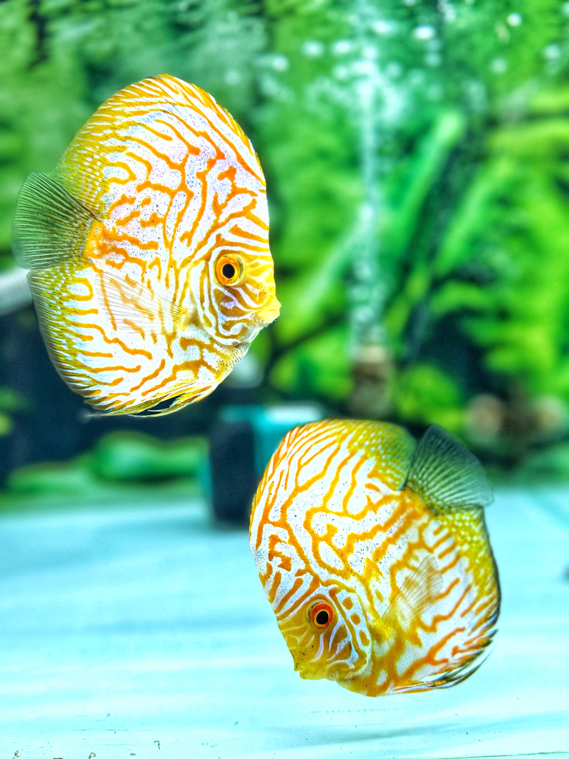 Yellow Pegion