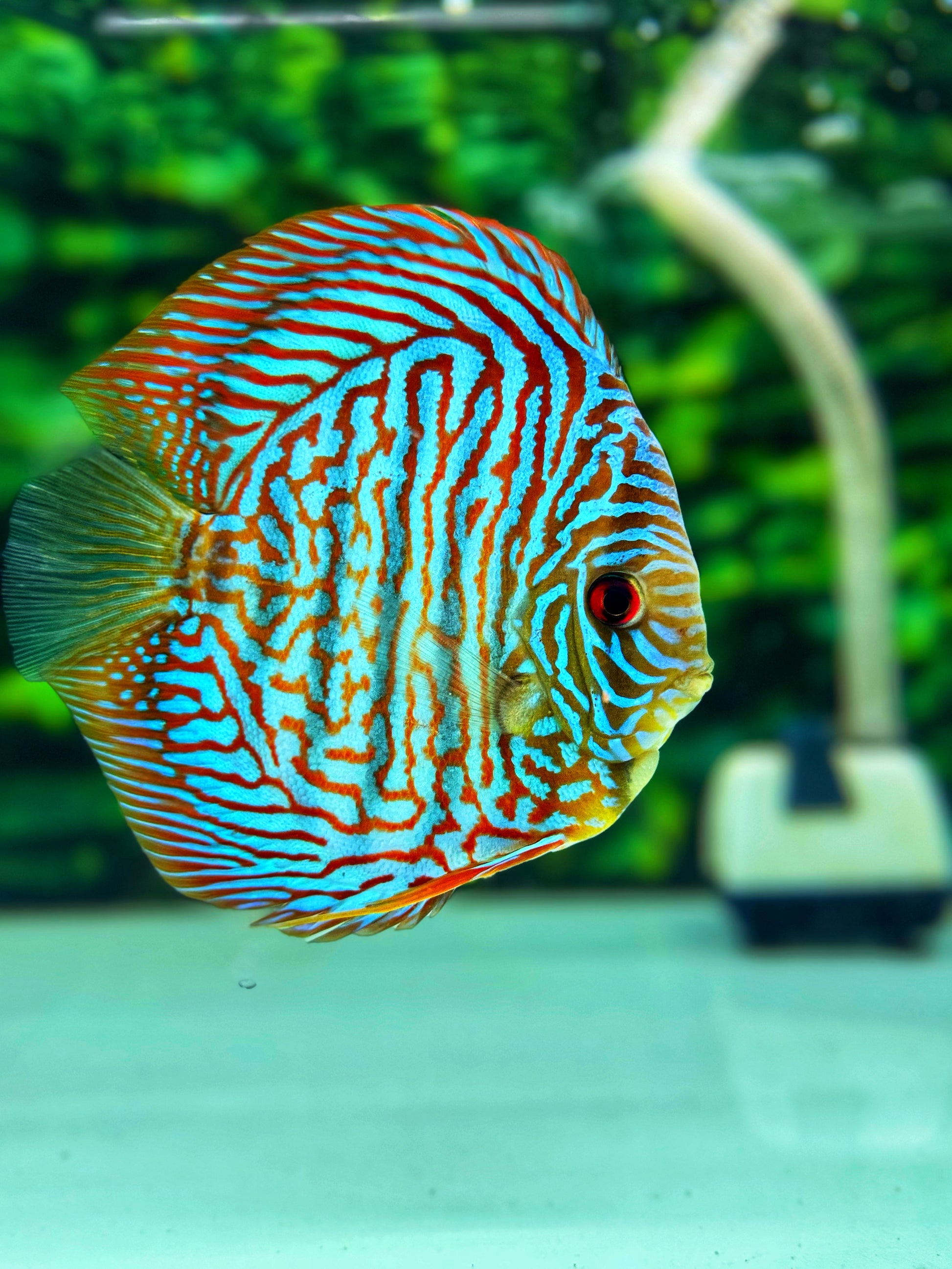 Blue Tiger