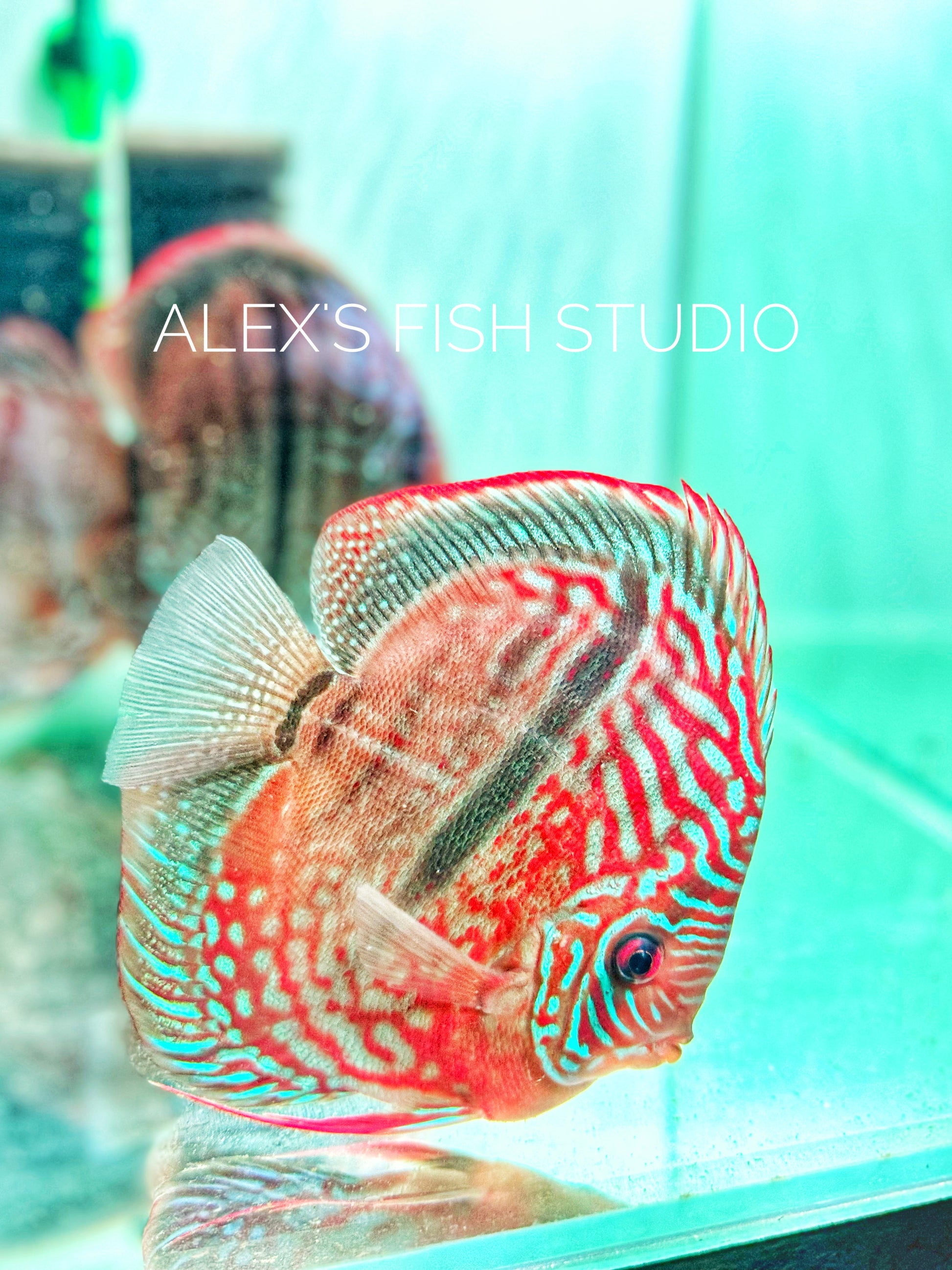 Heckel Cross Discus