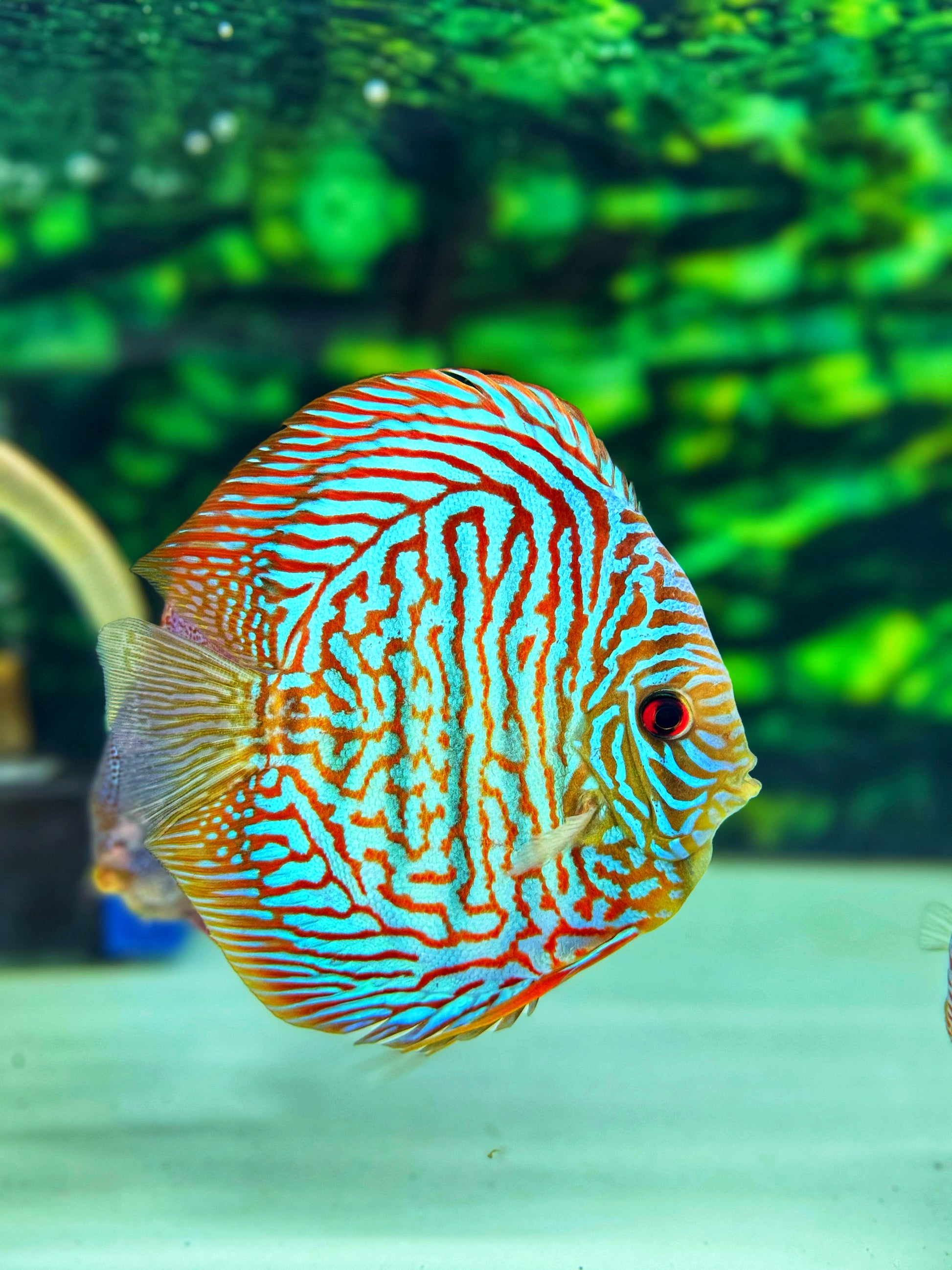 Blue Tiger