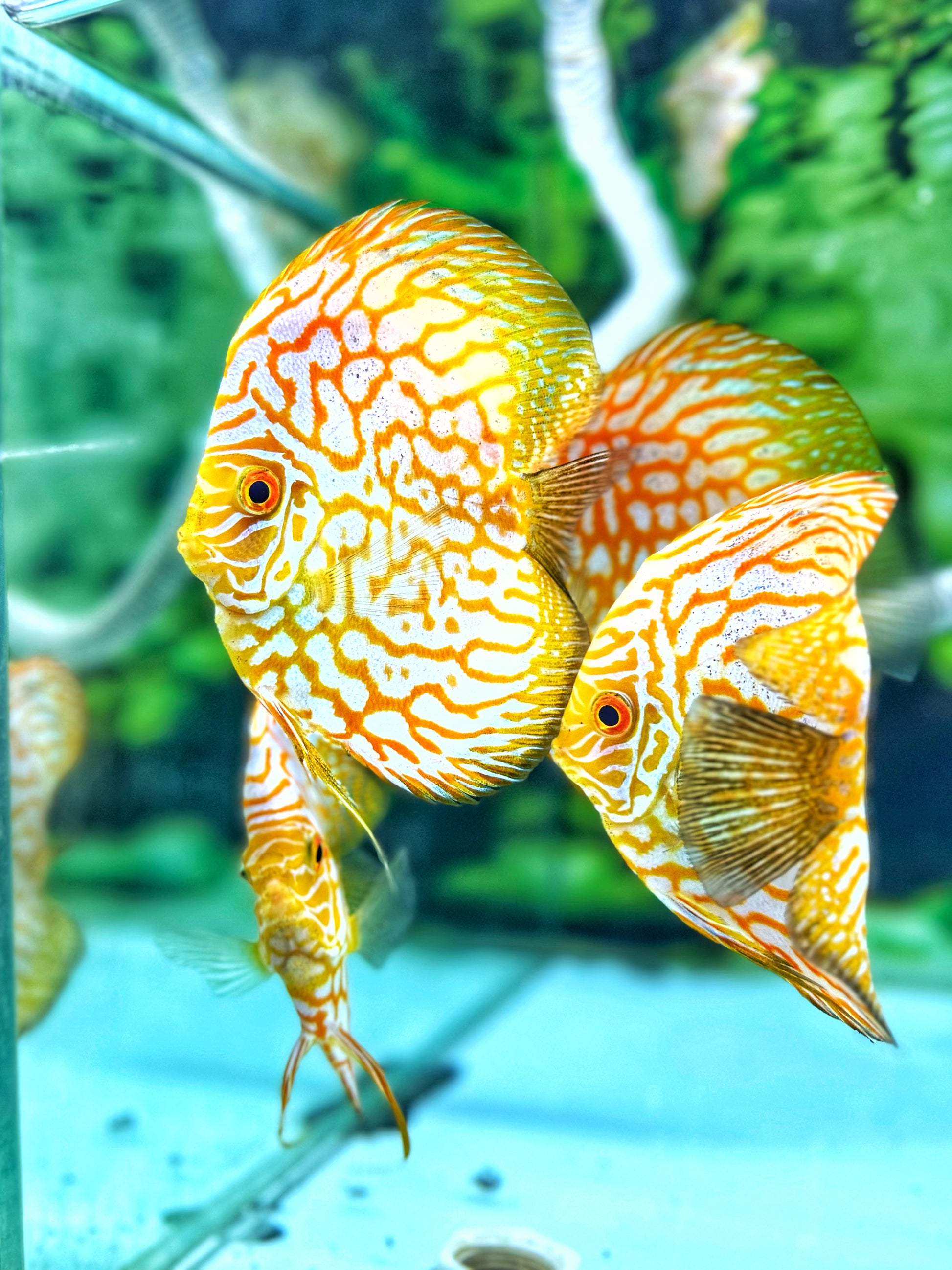 Yellow Pegion