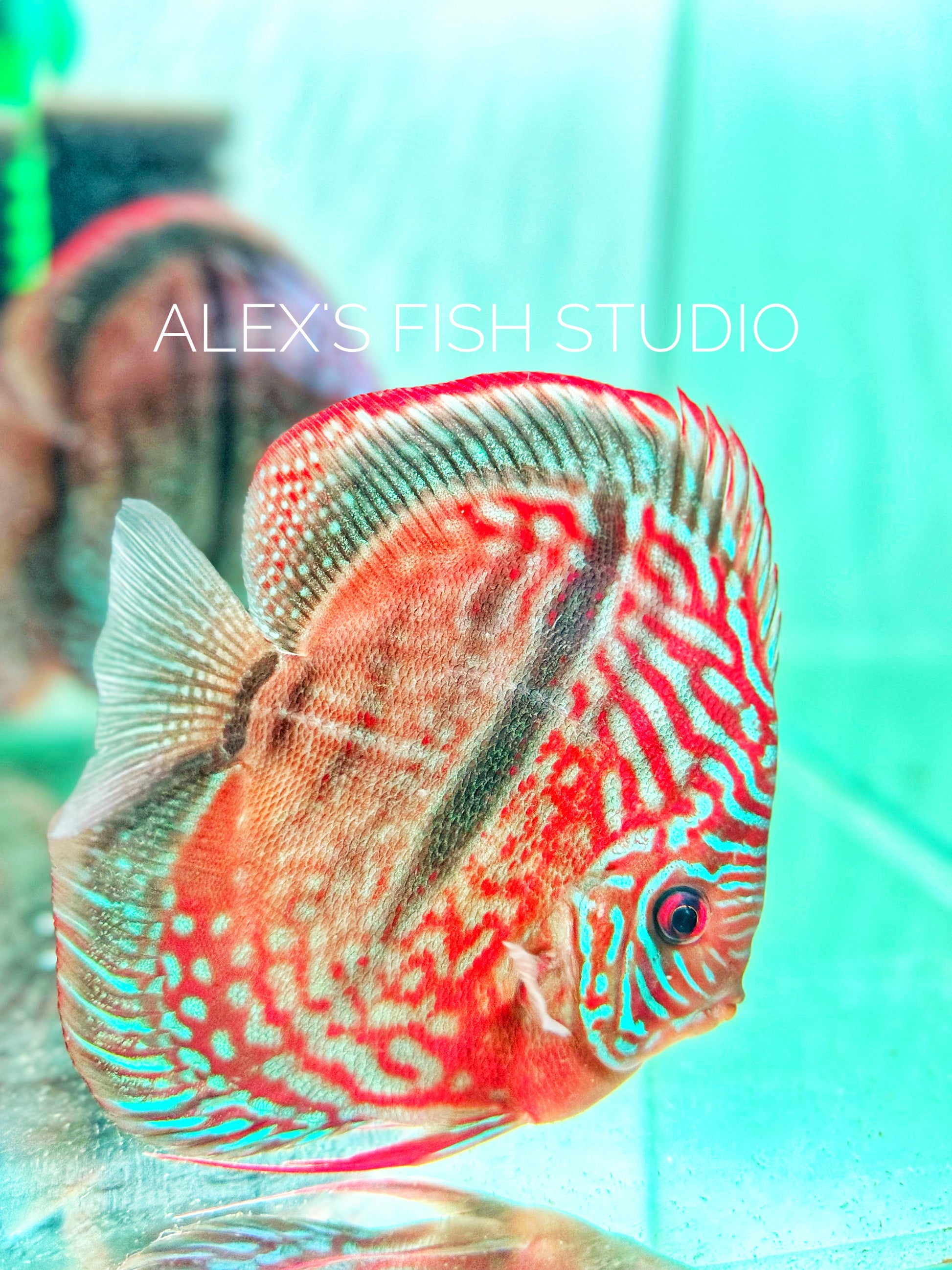 Heckel Cross Discus