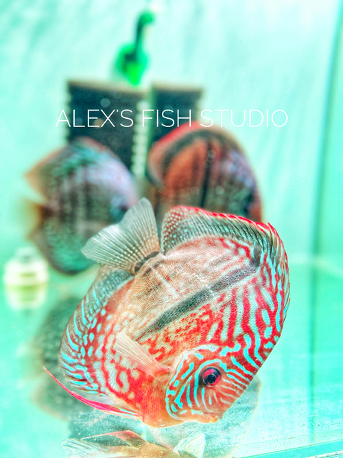 Heckel Cross Discus
