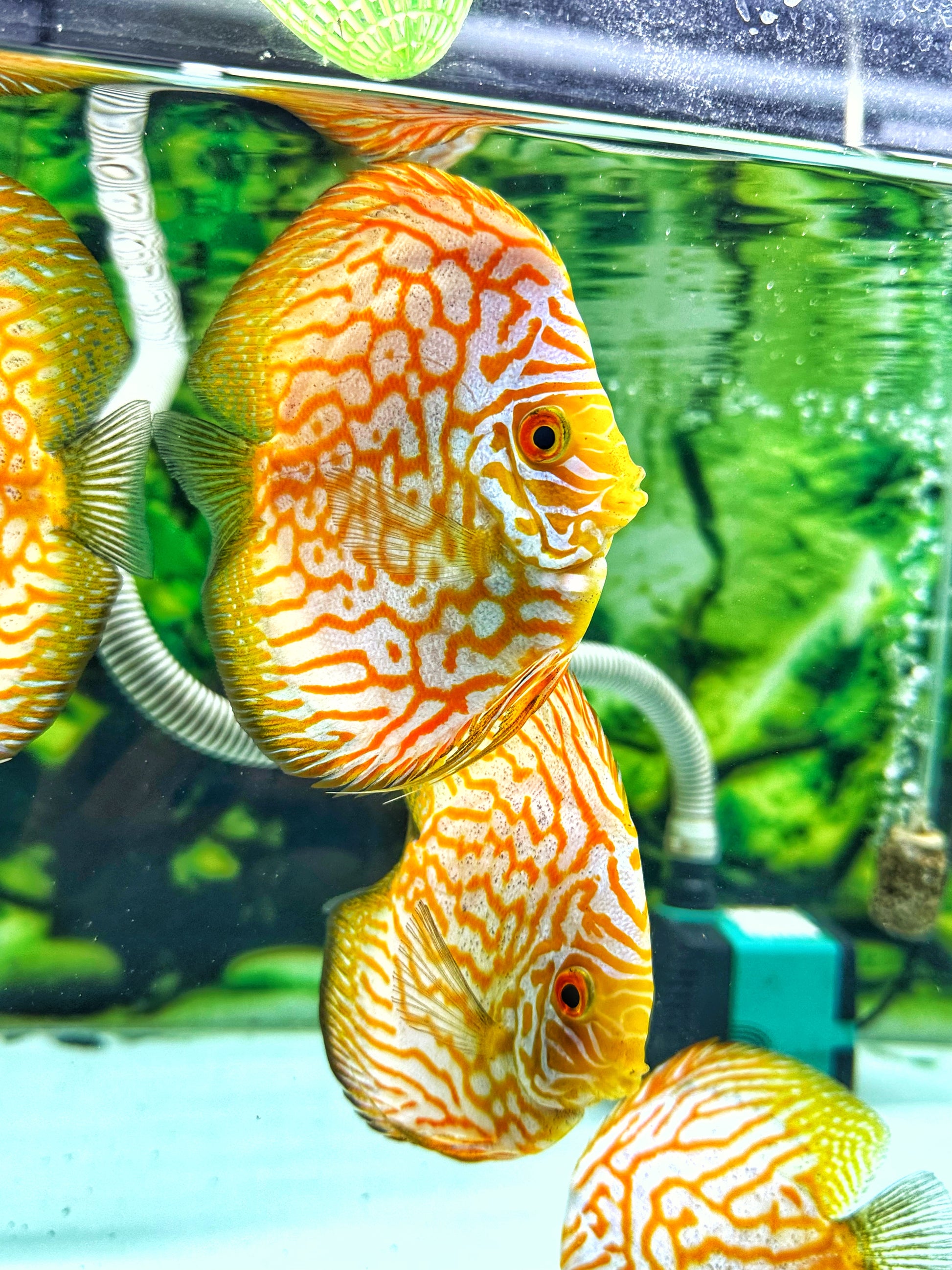 Yellow Pegion