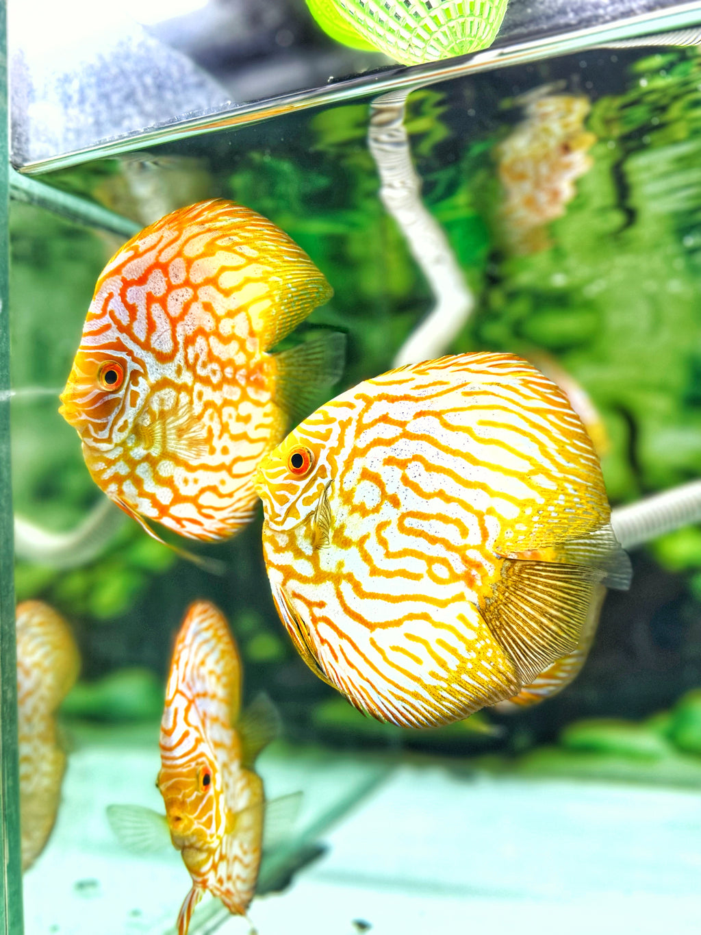 Yellow Pegion