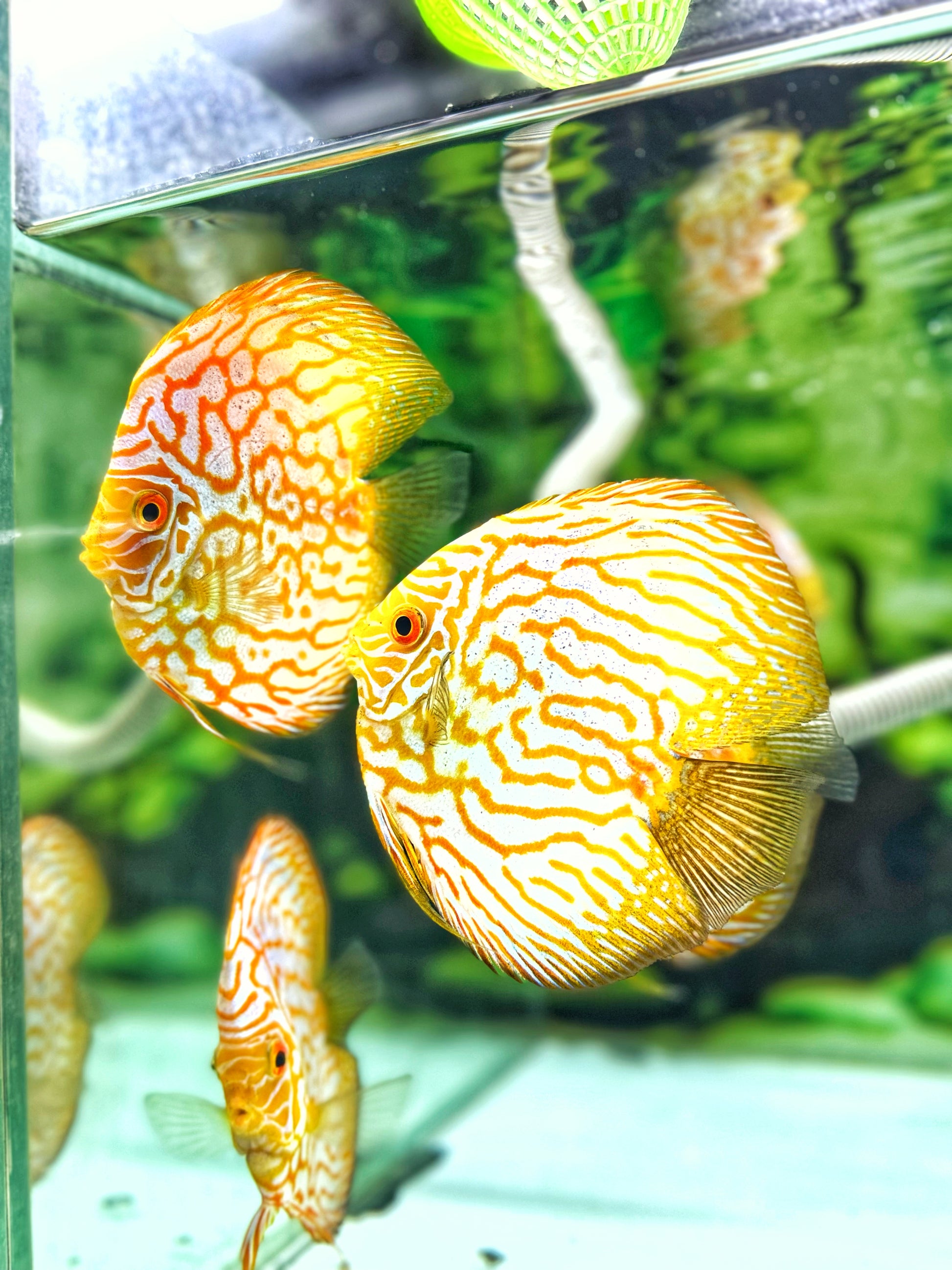Yellow Pegion