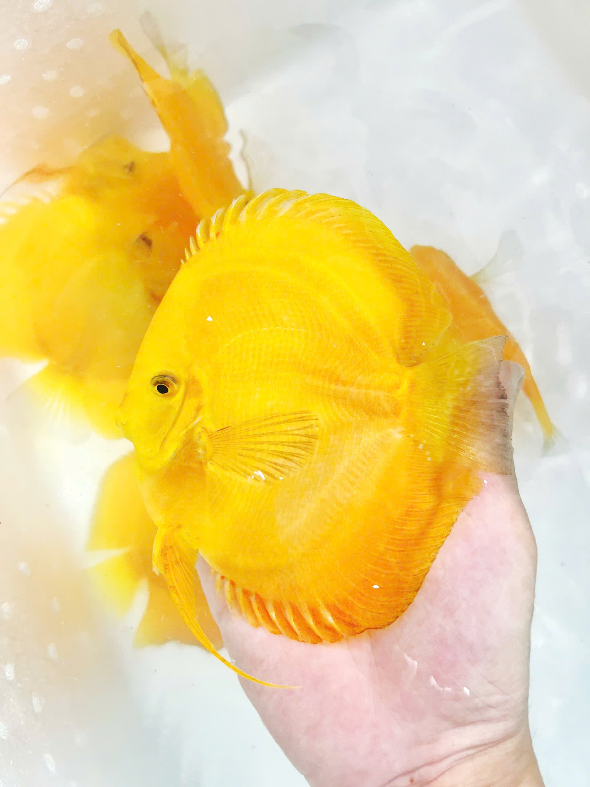 Yellow melon HB
