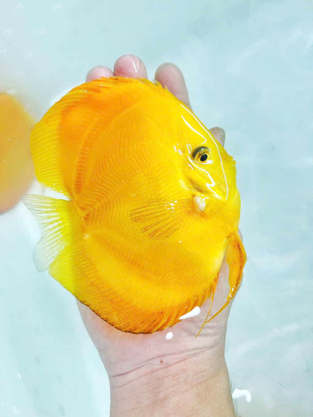 Yellow melon HB