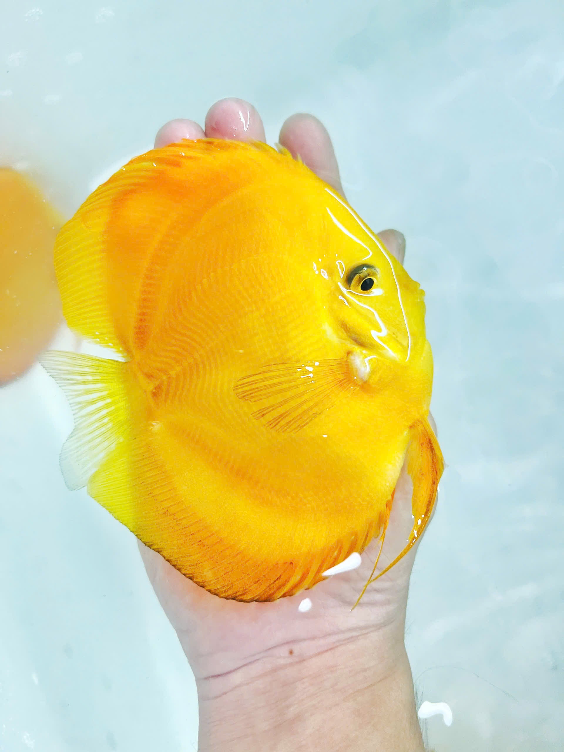 Yellow melon HB