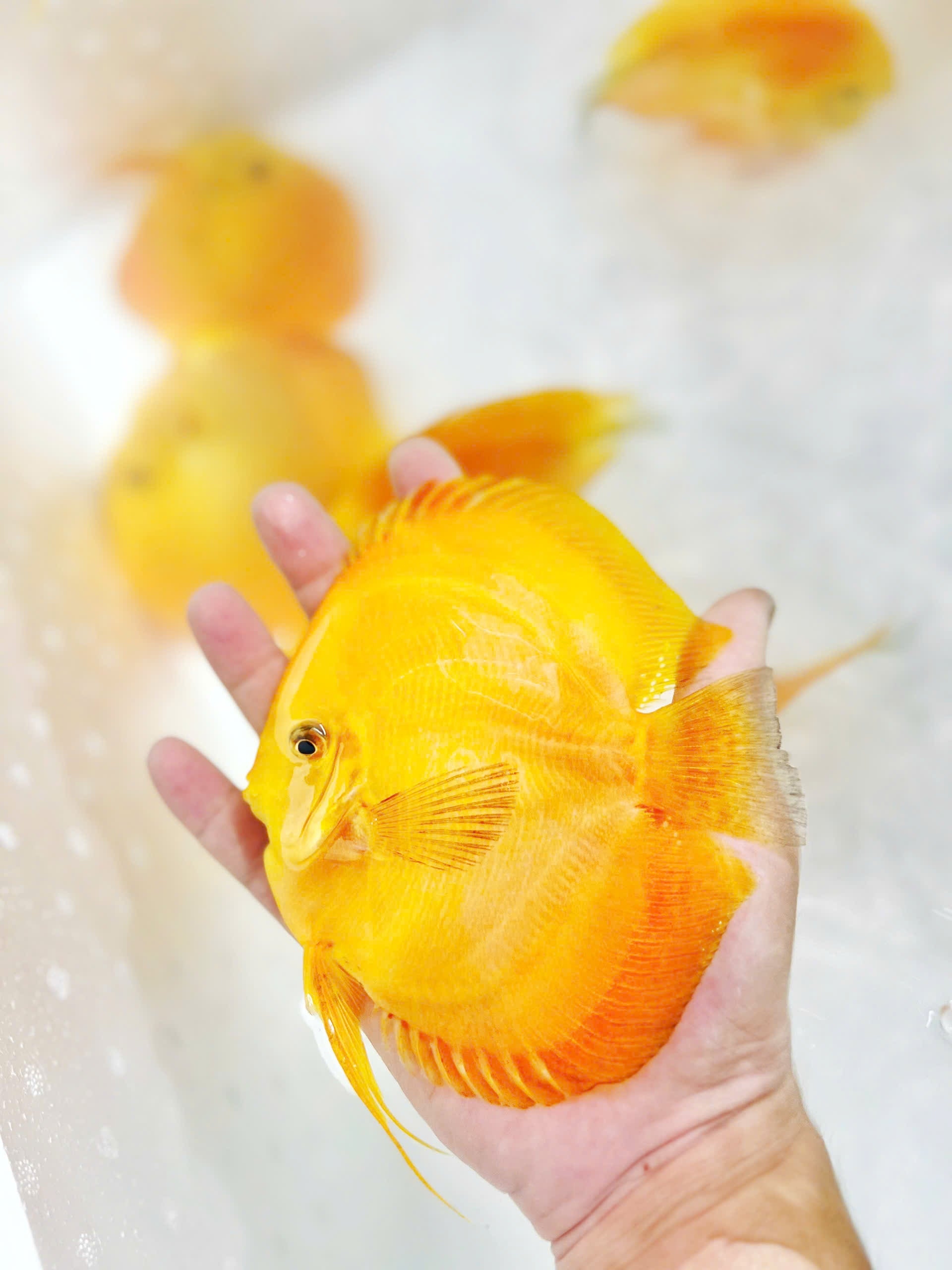 Yellow melon HB