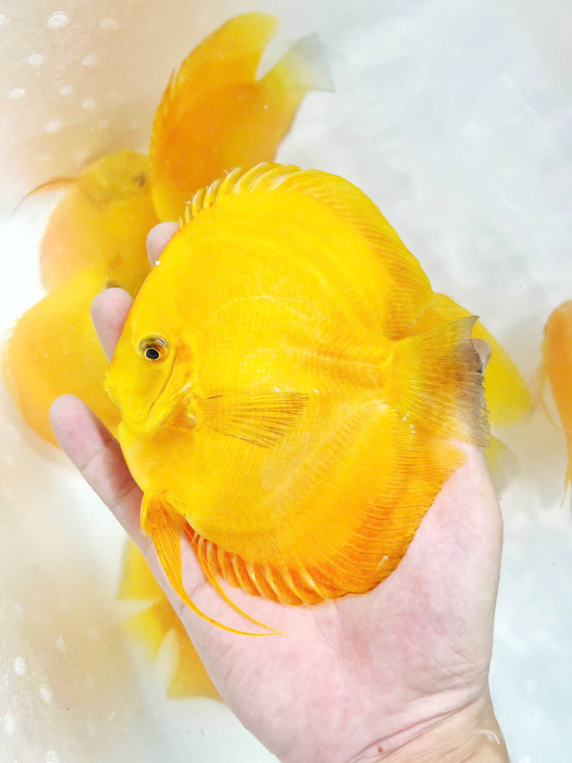 Yellow melon HB