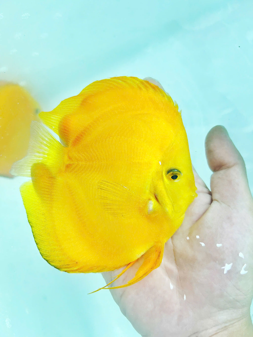 Yellow melon HB