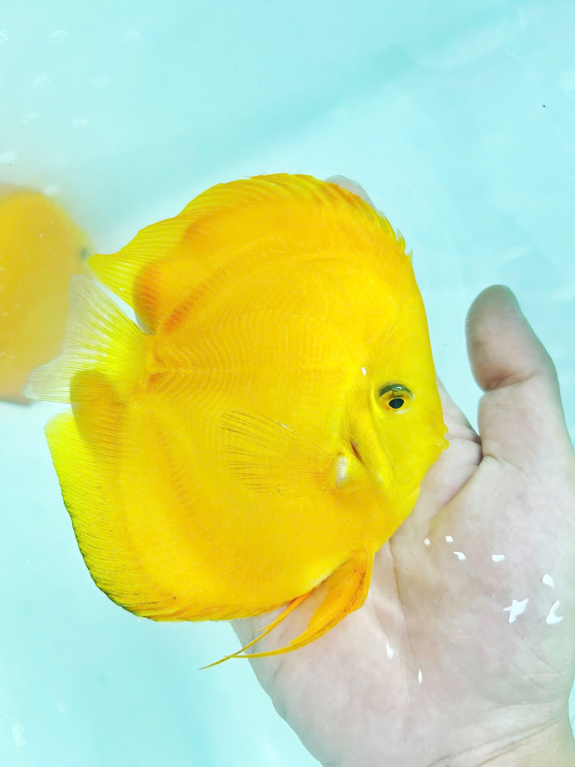 Yellow melon HB
