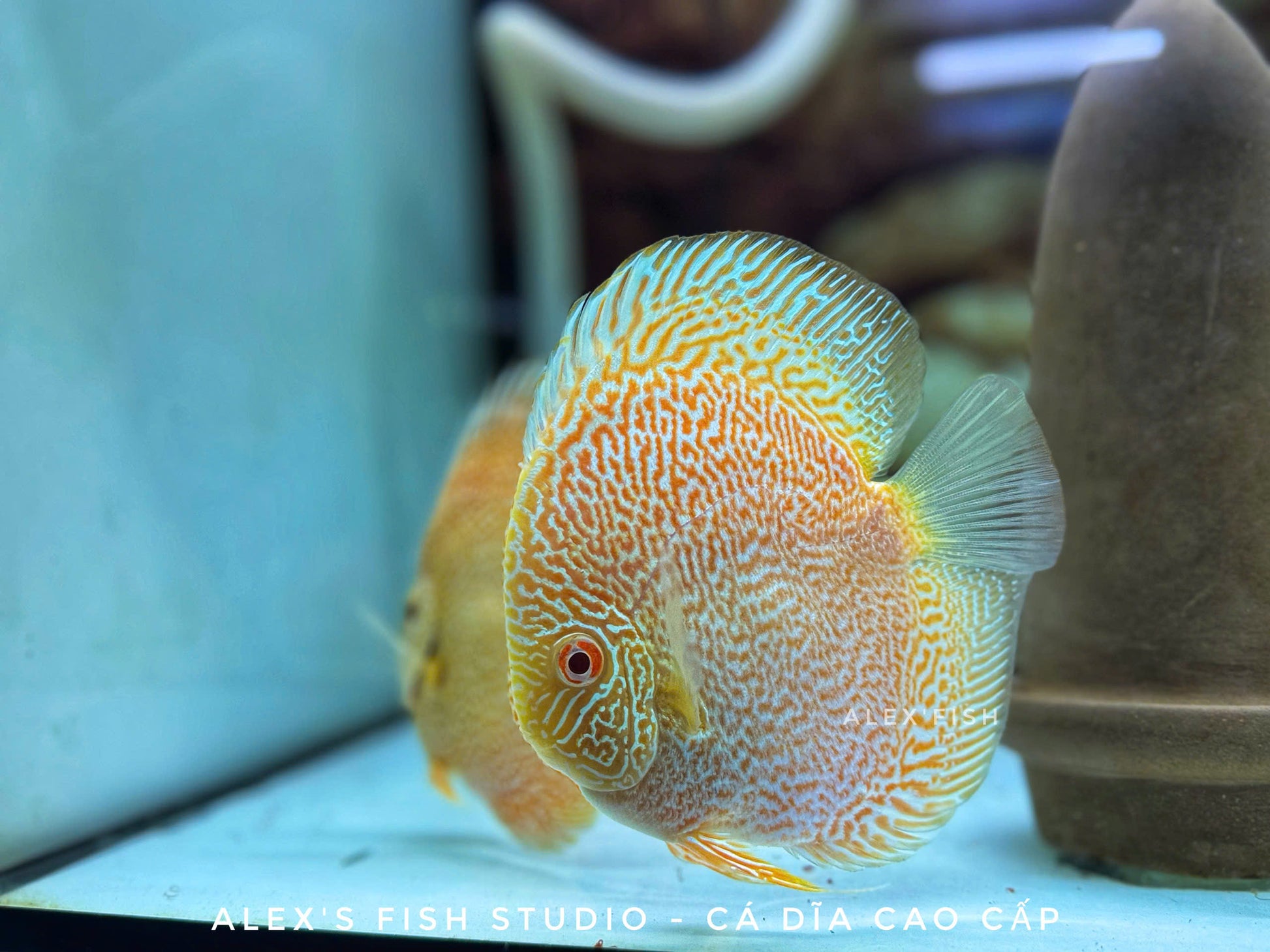 Viper King Albino