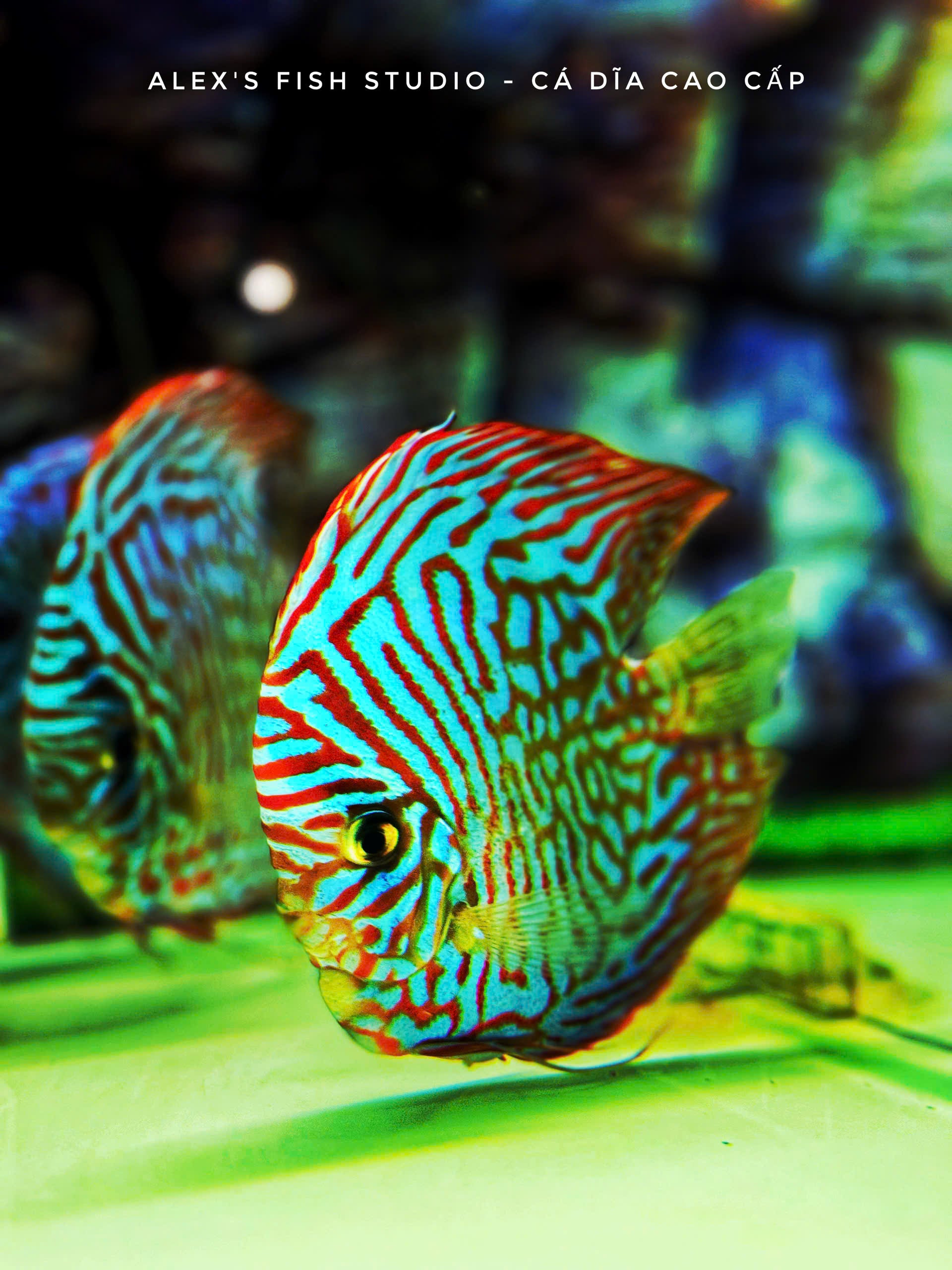 Blue Tiger HB