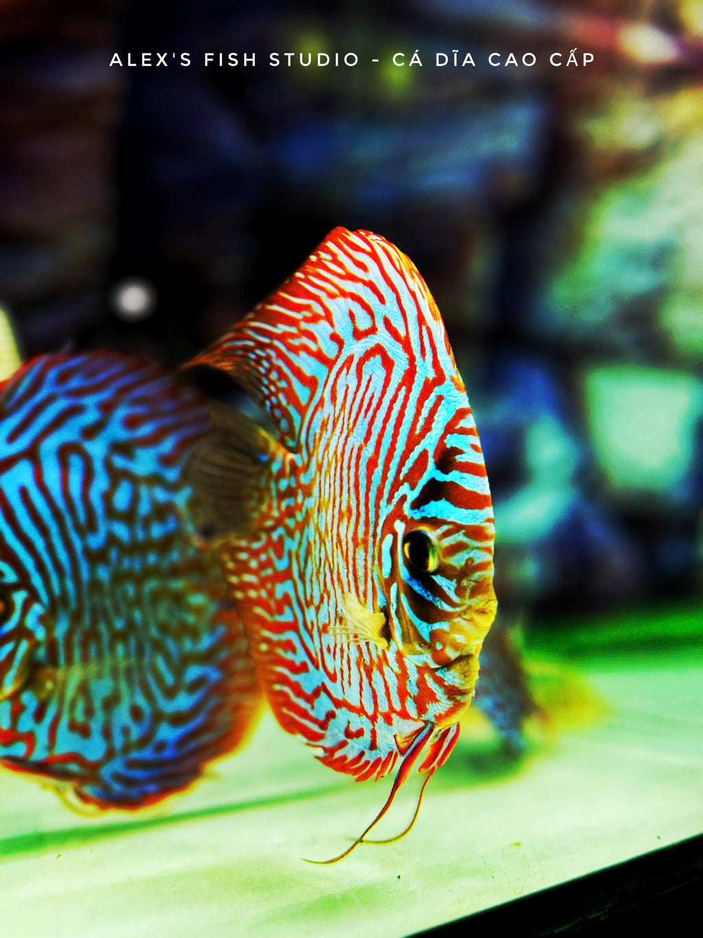 Blue Tiger HB