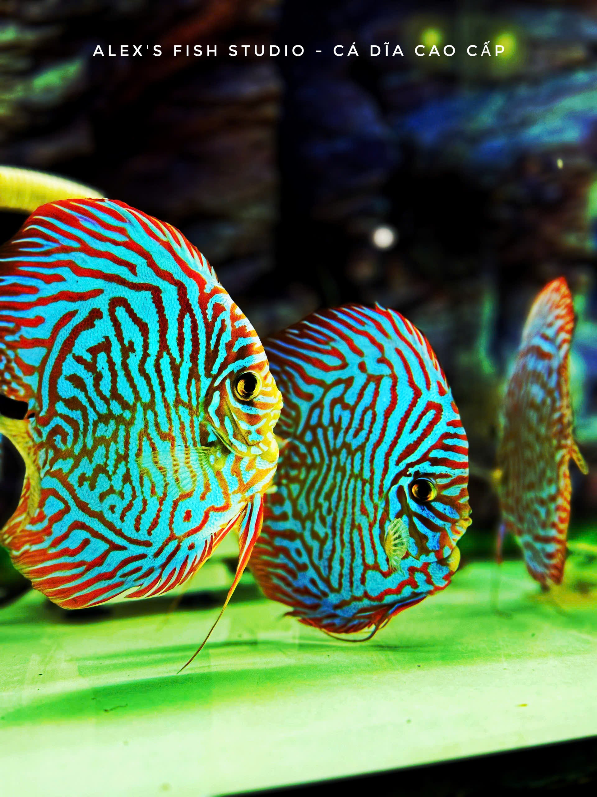 Blue Tiger HB