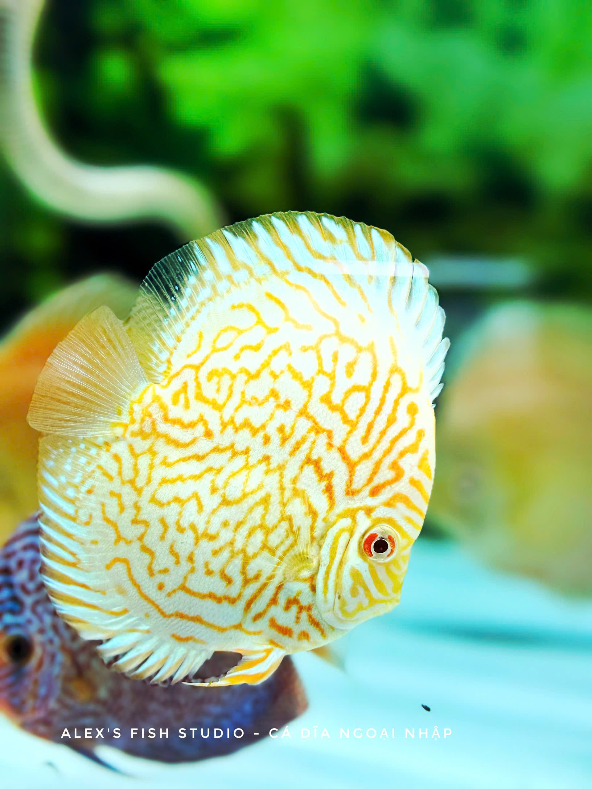 Viper King Albino
